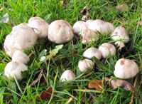 Cap of Agaricus xanthodermus
