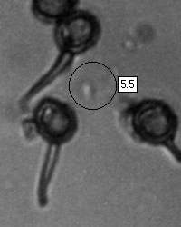 Spores of Bovista plumbea, Grey Puffball