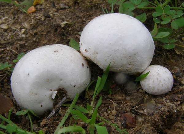 Bovista plumbea, Grey Puffball