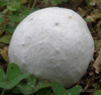 Grey Puffball, Bovista plumbea