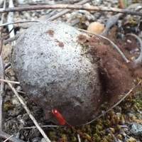 Inner peridium of Bovista plumbea