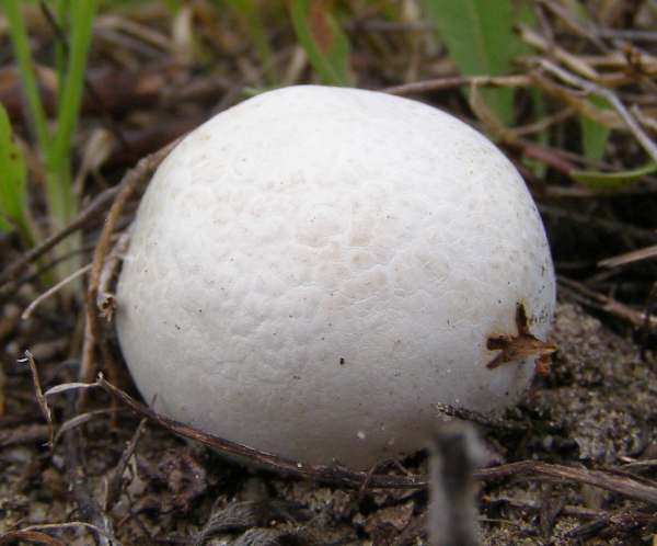 Bovista plumbea in grassland, Portugal
