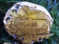 Interior of a ripening Giant Puffball, Calvatia gigantea