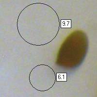 Spores of Chlorophyllum rhacodes, Shaggy Parasol