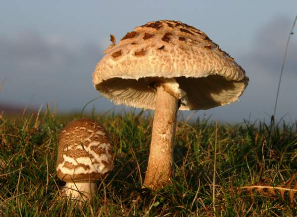 Chlorophyllum rhacodes - Shaggy Parasol, South Devon