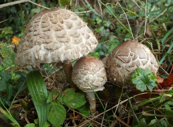 Shaggy Parasols, Ceredigion, UK