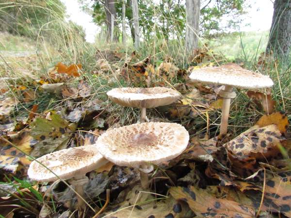 Chlorophyllum rhacodes - Shaggy Parasol, on a woodland edge