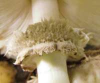 Stem and ring of Chlorophyllum rhacodes - Shaggy Parasol
