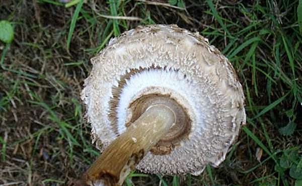 Chlorophyllum rhacodes - Shaggy Parasol, closeup of ring structure