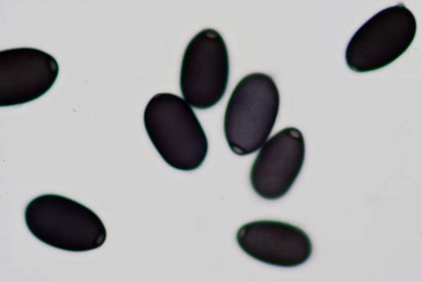 Spores of Coprinus sterquilinus