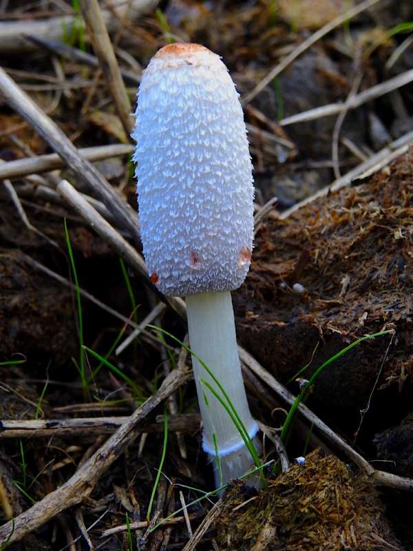 Coprinus sterquilinus, Midden Inkcap