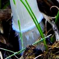 Stem of Coprinus sterquilinus
