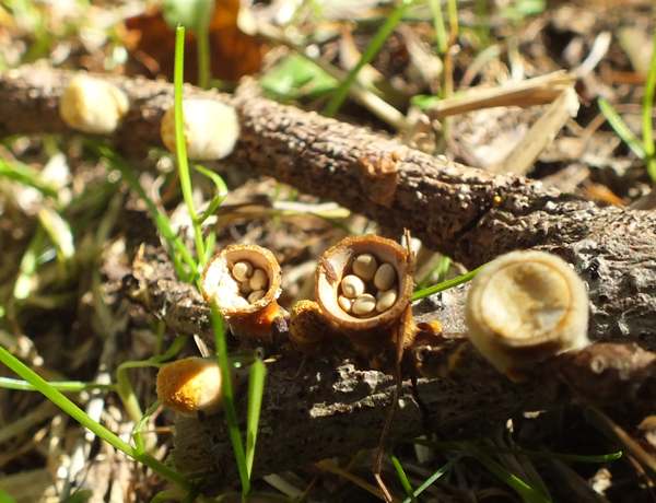 Crucibulum laeve - one of the bird's-nest fungi