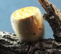 Crucibulum laeve - closeup picture