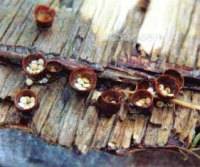 Crucibulum laeve on discarded plywood, picture by Mike and Hilary Rose