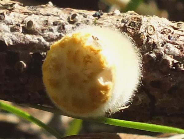 Crucibulum laeve, southern France