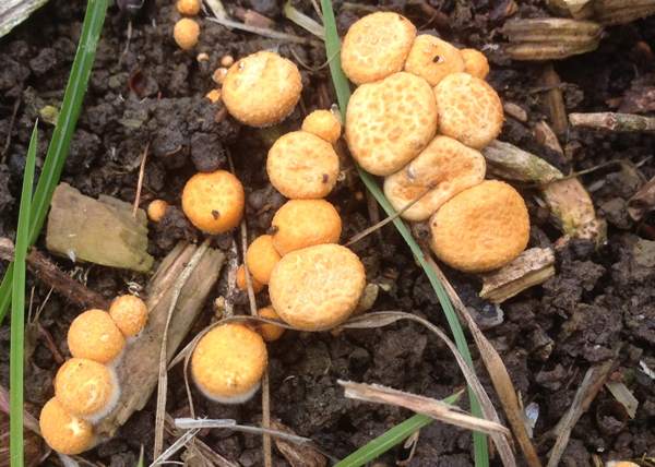 Crucibulum laeve, immature stage