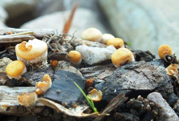 Crucibulkum laeve, South Wales UK