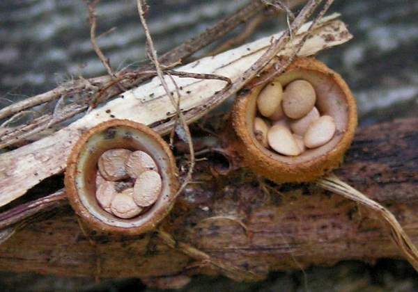 Crucibulum laeve, Doug Holland