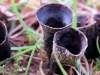 Cyathus stercoreus - Dung Bird's Nest