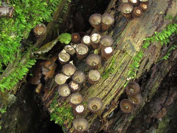 Cyathus striatus, Fluted Bird's Nest fungus