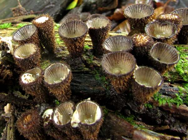 Cyathus striatus, Fluted Bird's Nest fungus, side view