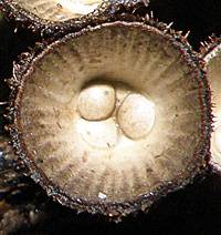 Peridioles inside Cyathus striatus