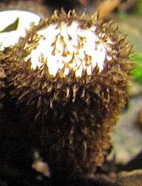 Immature specimen of Cyathus striatus