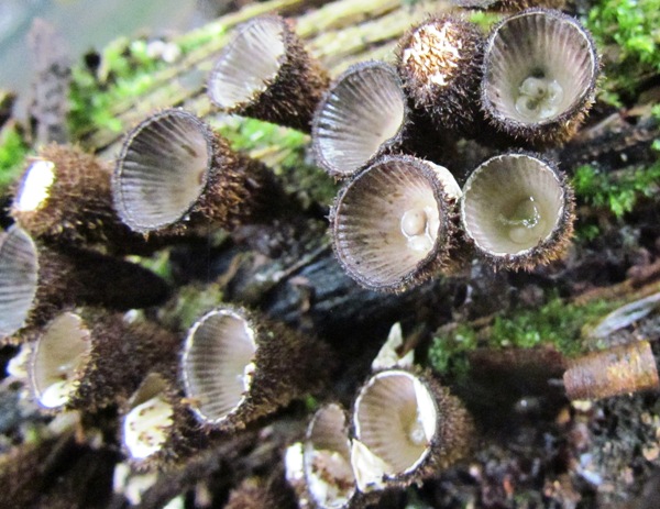 Cyathus striatus, Fluted Bird's Nest fungus, Carmarthenshire, Wales UK