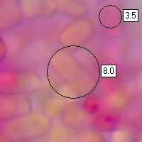 Arthrospores, Cystoderma jasonis