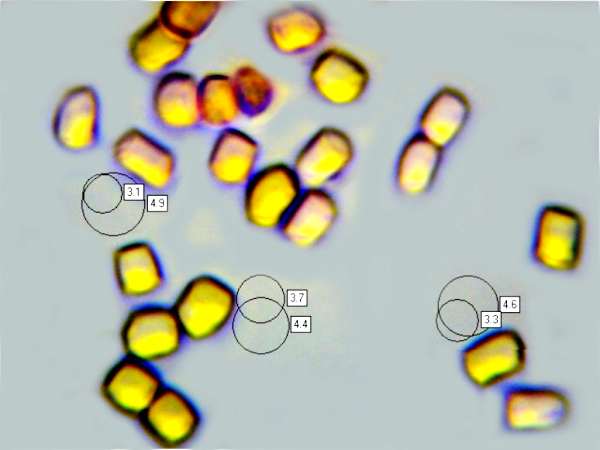 Arthroconidia of Cystoderma simulatum