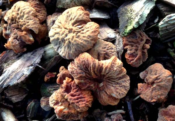 Cystoderma simulatum, Woody Powdercap