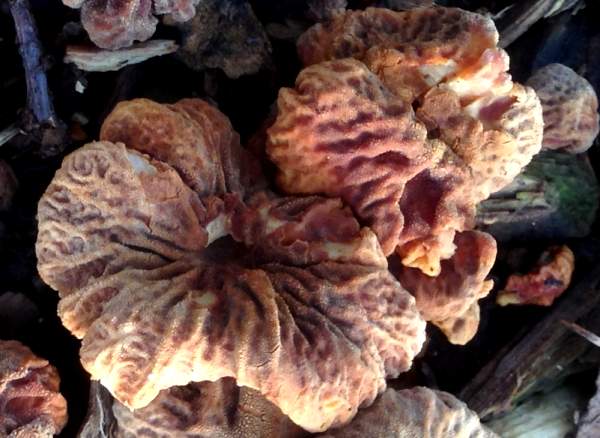 Cystoderma simulatum closeup of caps