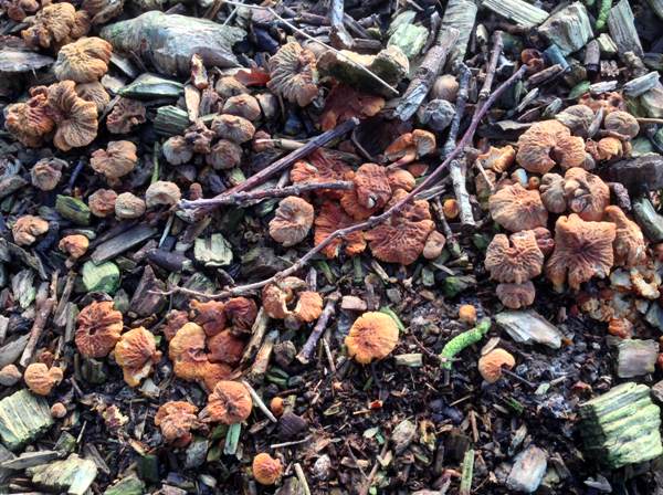Large group of Cystoderma simulatum