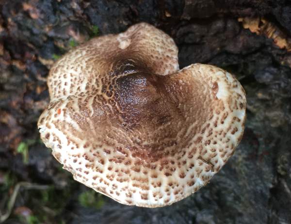 Lepiota brunneoincarnata, England