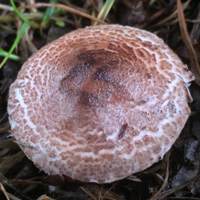 Cap of Lepiota brunneoincarnata