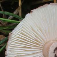 Gills of Lepiota brunneoincarnata