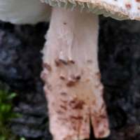 Gills of Lepiota brunneoincarnata