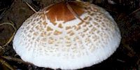 Cap of Lepiota cristata