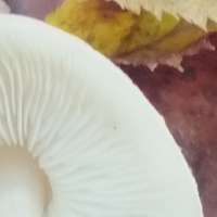Gills of Lepiota cristata