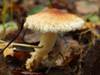 Lepiota magnispora, Yellowfoot Dapperling