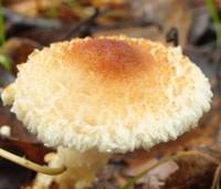 Cap of Lepiota magnispora, Yellowfoot Dapperling