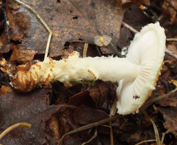 Lepiota magnispora, Yellowfoot Dapperling, Cambridgeshire, UK