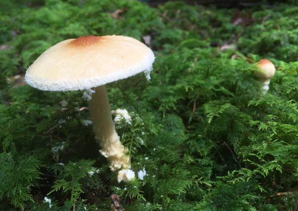 Lepiota magnispora, Yellowfoot Dapperling, southern England