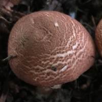Cap of Lepiota subincarnata