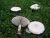 Leucoagaricus leucothites, White Dapperling