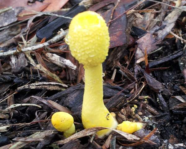 Leucocoprinus birnbaumii, Plant Pot Dapperling - several young specimens, Australia