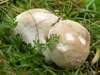 Lycoperdon lividum, Grassland Puffball