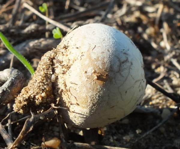 Lycoperdon lividum, Portugal