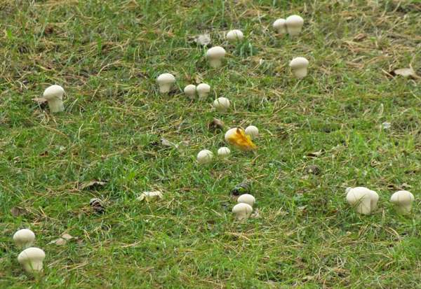 Lycoperdon perlatum, northern France